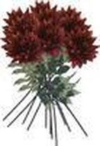 PACK 12 dahlia RAMOS 110 GIANT CM BLOEMEN - BORDEAUX