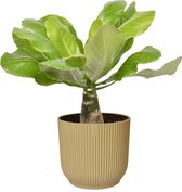 Brighamia insignis ‘Hawaii Palm’  in ELHO ® Vibes Fold Rond (botergeel) – ↨ 35cm – ⌀ 14cm