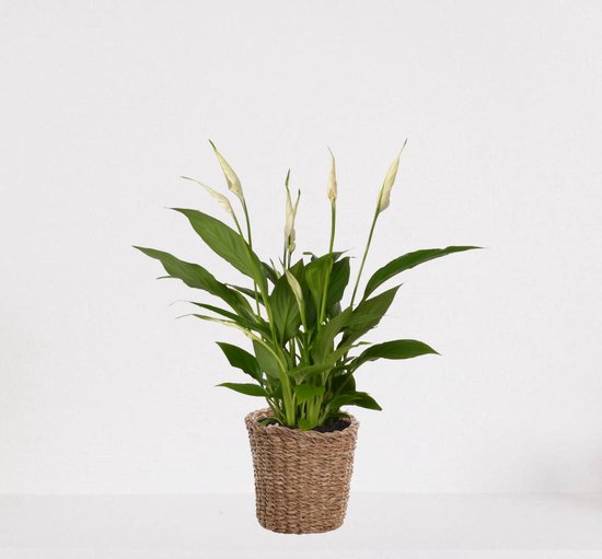 Spathiphyllum in siermand Amber Grof – witte kamerplant – luchtzuiverende lepelplant - ↕35-50cm – Ø13 – geleverd met plantenpot – vers uit de kwekerij