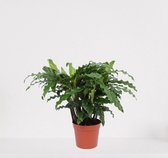 Calathea Blue Grass – luchtzuiverende kamerplant – pauwenplant – living plant - ↕35-45cm - Ø12 – in kwekerspot – vers uit de kwekerij