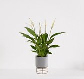 Spathiphyllum en pot décoratif Emma Grijs - plante d'intérieur blanche - plante cuillère purificatrice d'air - ↕60cm - Ø13 - fournie avec pot - fraîchement sortie de la pépinière