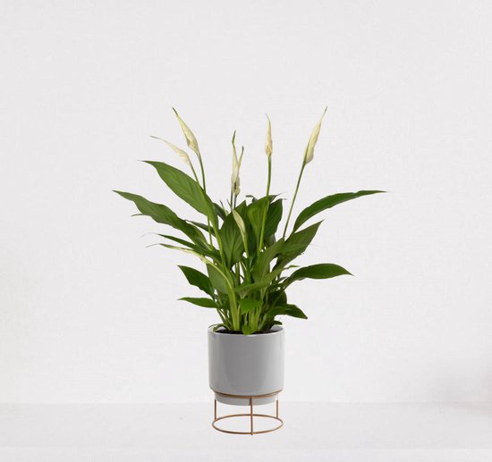 Spathiphyllum in sierpot Emma Grijs – witte kamerplant – luchtzuiverende lepelplant - ↕35-50cm - Ø13 – geleverd met plantenpot – vers uit de kwekerij