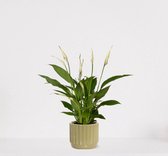 Spathiphyllum in sierpot Liam Groen – witte kamerplant – luchtzuiverende lepelplant - ↕35-50cm - Ø13 – geleverd met plantenpot – vers uit de kwekerij