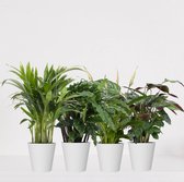 Kamerplanten set met 4 planten – luchtzuiverende kamerplant – meerjarige plant – Areca - Calathea Blue Grass - Calathea Compactstar - Spathiphyllum – groenblijvende planten set 4 s
