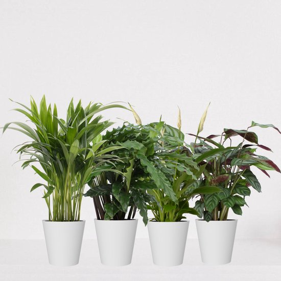Kamerplanten set met 4 planten – luchtzuiverende kamerplant – meerjarige plant – Areca - Calathea Blue Grass - Calathea Compactstar - Spathiphyllum – groenblijvende planten set 4 stuks - ↕35-55cm - Ø12 – vers uit de kwekerij
