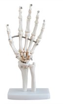Anatomisch model van de Hand, ware grootte- anatomie handskelet
