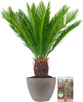 Pokon Powerplanten Cycas Palm ↕75 cm - Buitenplant - in Pot (Nova, Betonlook Goud) - Cycas Revoluta - Palm voeding inbegrepen