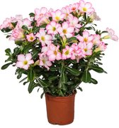 Plant in a Box - Adenium Obesum Pink Star - Woestijnroos - Pot ⌀14cm - Hoogte ↕30-50cm