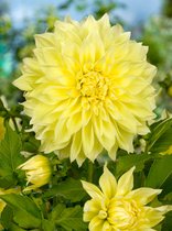 30x Dahlia 'Kelvin floodlight' - BULBi® bloembollen en planten met bloeigarantie