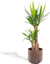 XL Yucca met metalen pot bruin - Palmlelie - 100 cm hoog, ø21cm - Grote Kamerplant - Tropische palm - Luchtzuiverend - Vers van de kwekerij