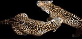 Glasschilderij - jaguars - 160x80 cm - Wanddecoratie