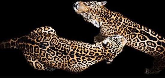 Glasschilderij - jaguars - 160x80 cm - muurdecoratie - schilderijen woonkamer