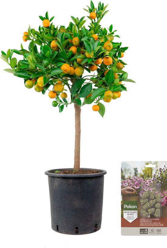 Pokon Powerplanten Citroenboom ↕60 cm - Buitenplant - Tuinplant - Citrus Calamondin - Plantenvoeding inbegrepen