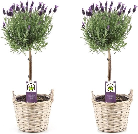 Plant in a Box - Set van 2 Lavendel boompjes in mand - Lavandula stoechas 'Anouk' - Pot ⌀15cm - Hoogte ↕45-55cm - Tuinplant - Balkonplant - Terrasplant - Inclusief manden - Winterhard