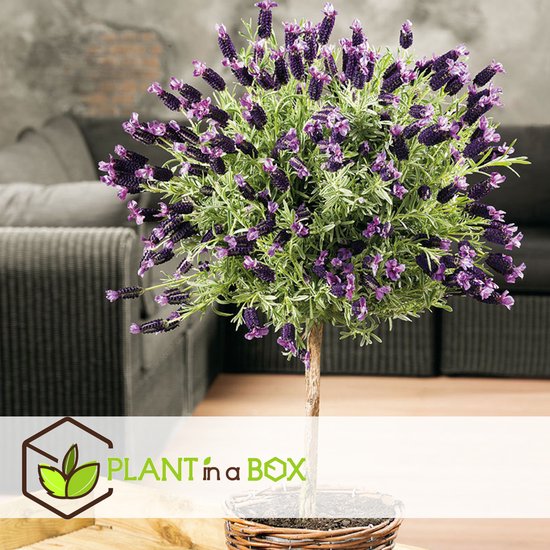 Lavendel Anouk - Kuiflavendel (lavendel plant) - P12 kopen