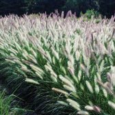 Tip: 5 stuks Lampenpoetsergras - Pennisetum alopecuroides Hameln - Siergras - Gras - Grassen - Palmgras - Bloembak - Bloembakken vulling - Border - Tuin - Voortuit - Achtertuin - Vlinders - H