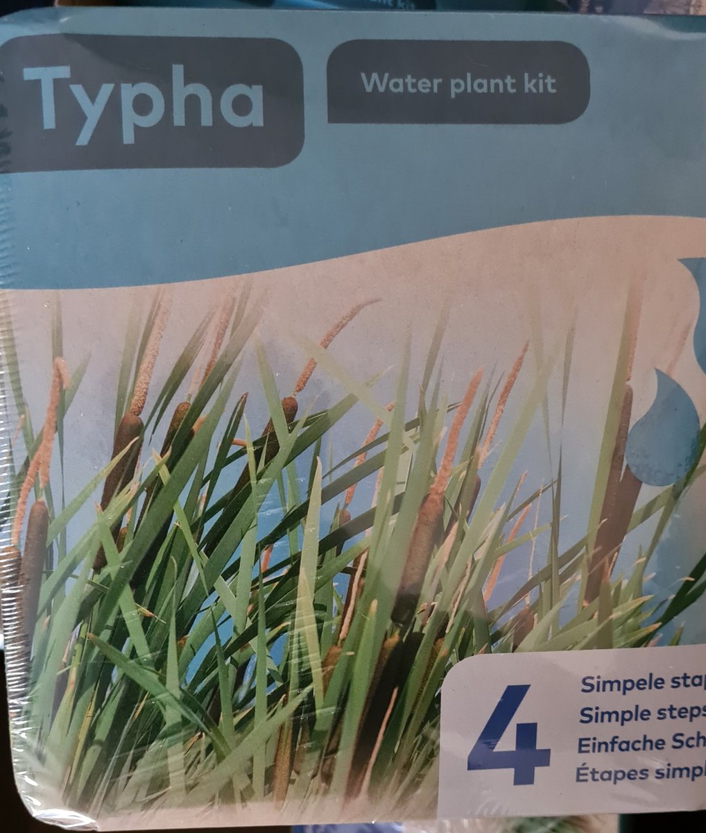 Moerings - Droogverpakking vijverplant - Typha