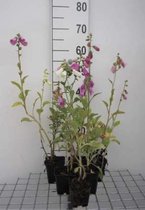 6 x Digitalis purpurea 'Gloxiniiflora' - Vingerhoedskruid - pot 9 x 9 cm