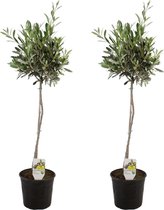 ZynesFlora - Olea Europea – Olijfboom - 2 Stuks - Ø 21 cm - ↕ Hoogte: 80-90 cm – Buitenplant - Tuinplant - Winterhard