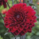 Dahlia Karma Choc 3 stuks