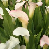 Calla Crystal Blush