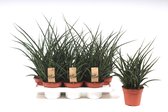 Kamerplanten van Botanicly – 4 × Vrouwentongen – Hoogte: 40 cm – Sansevieria Fernwood Punk