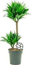 Dracaena Compacta 2-stam | Drakenbloedboom