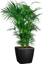 Kentia Howea in watergevende Quadro zwart | Palm