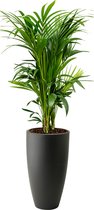 Kentia Howea in Pure Soft antraciet | Palm