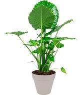 Alocasia Portodora in Elho Urban Loft beige | Olifantsoor