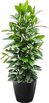 Ficus Cyathistipula in watergevende Classico zwart | Rubberboom