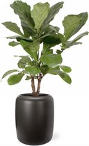 Ficus Lyrata vertakt in Pure Beads donkerbruin | Vioolbladplant / Tabaksplant