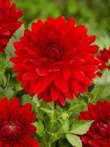 30x Dahlia 'Arnhem' - BULBi® bloembollen en planten met bloeigarantie