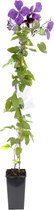 Hello Plants Clematis Jackmanii Bosrank - Klimplant - Ø 15 cm - Hoogte: 65 cm