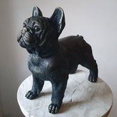 Decoratief beeld - Franse bulldog - staand