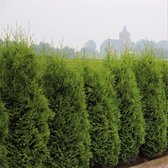 Hagen en struiken van Botanicly – Westerse Levensboom – Hoogte: 85 cm – Thuja Occidentalis