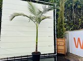 Palmboom - Australische Koningspalm - Pot ⌀ 35cm - Hoogte  ca. 250cm
