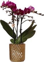Orchidées Colibri | Orchidée Phalaenopsis violette - Morelia + Pot décoratif Diamond doré - taille du pot Ø9cm - 40cm de haut | plante d'intérieur en fleurs - fraîche du producteur