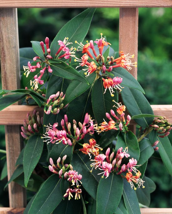 Foto: Lonicera henryi 70 80cm kamperfoelie 2 stuks wit roze bloemen 2 liter pot