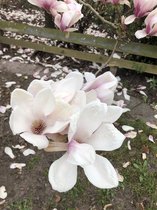 Magnolia soulangeana - Beverboom - Gewone Magnolia - 50-60 cm