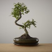Bonsai of Majime - Authentieke XL Bonsai - 10 jaar oud - Inclusief pot & Schaal van Japans keramiek - The Bonsaïst