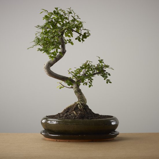 Bonsai of Majime