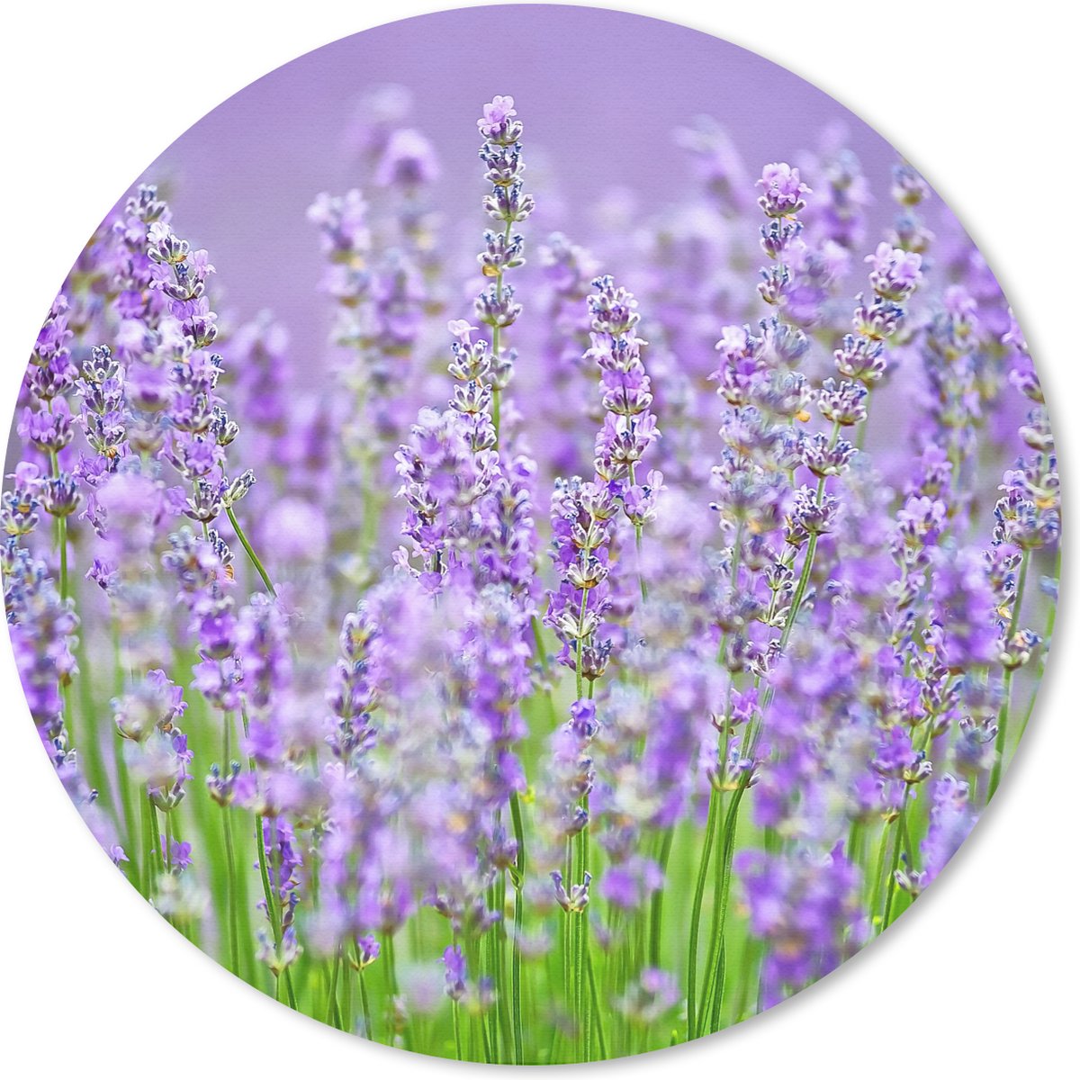 Muismat rond 20x20 cm - Mousepad Close up van paarse wilde lavendels - Ronde muismatten