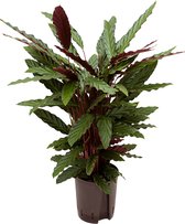 Calathea rufibarba wavestar hydrocultuur plant