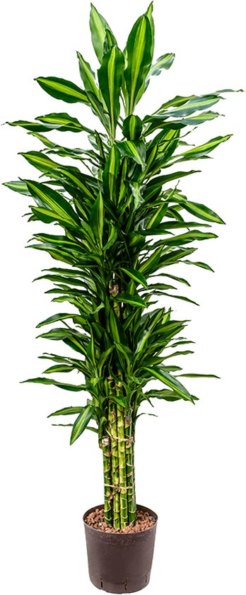 Foto: Dracaena cintho rio de janeiro hydrocultuur plant