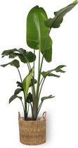Kamerplant - Strelitzia Nicolai - Paradijsvogelplant - ± 170cm hoog - 27cm diameter - in bruinkleurige mand met riet