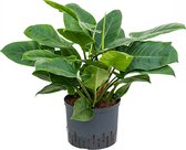 Philodendron imperial green M hydrocultuur plant
