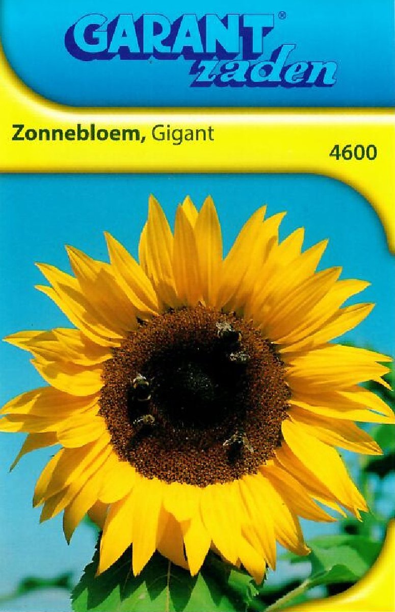 Zonnebloemen zaden Giganteus (100 zakjes)