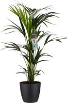 Kentia Palm 100 cm in ELHO sierpot (zwart)