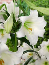 50x Lelie 'White present' - BULBi® Bloembollen met bloeigarantie